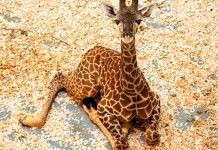 Tucker, una nueva jirafa nace en Animal Kingdom