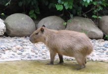 Colombia reafirma la protección del chigüiro